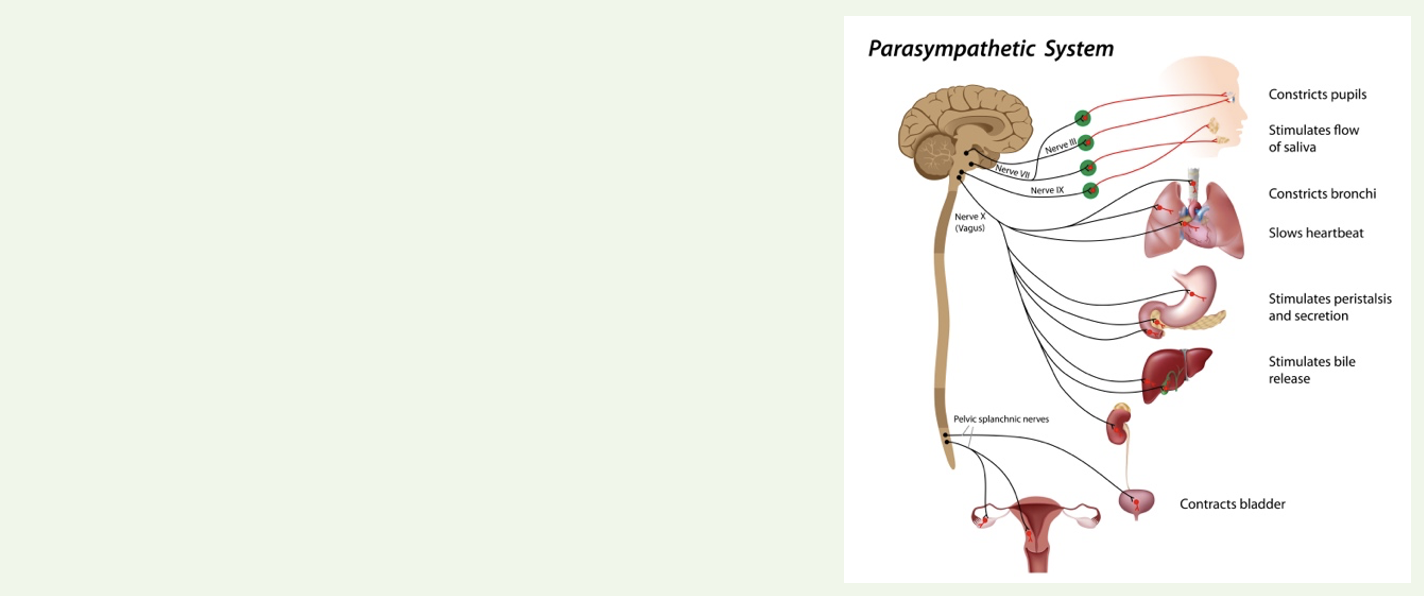 Cranial Nerves and the Parasympathetic System - When the Social Becomes Physical